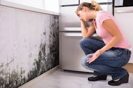 Best Environmental Consulting for Mold Prevention  in Bryn Mawr Skyy, WA